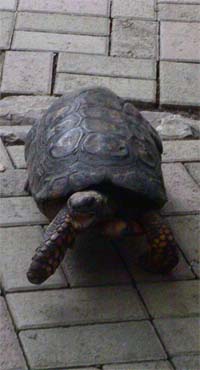 20060703004401-tort.jpg