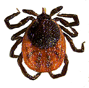 20061030161617-microsano-garrapata.gif
