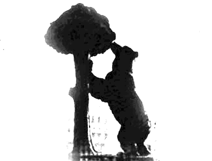 20070413220423-oso-y-madrono.gif